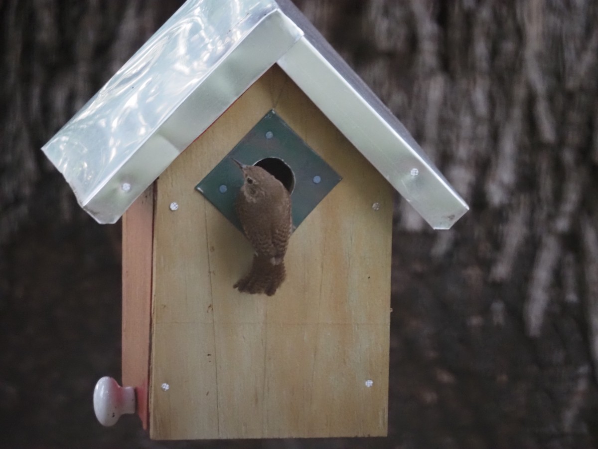 Northern House Wren - ML638731289