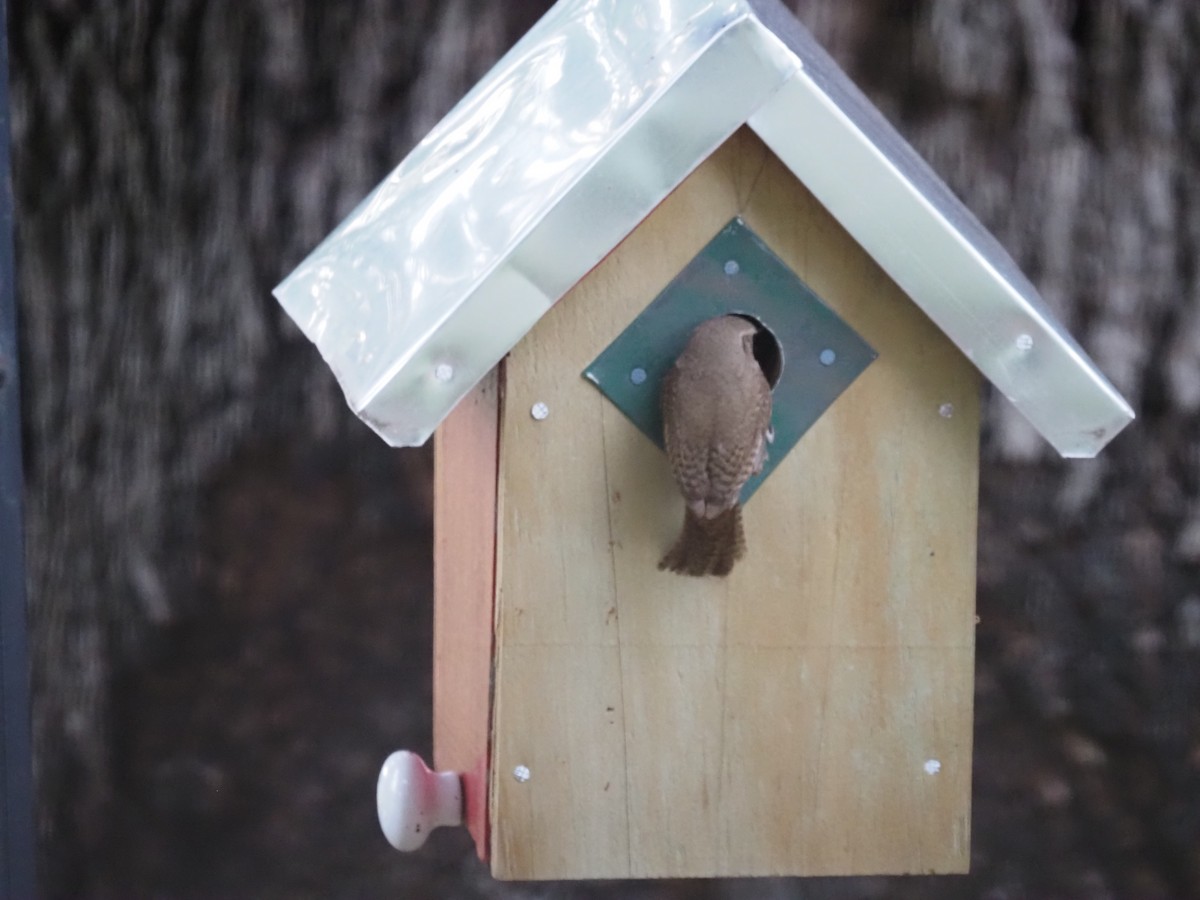Northern House Wren - ML638731290