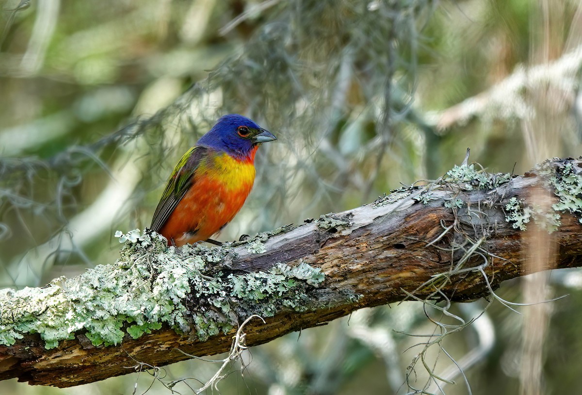 Painted Bunting - ML638731302