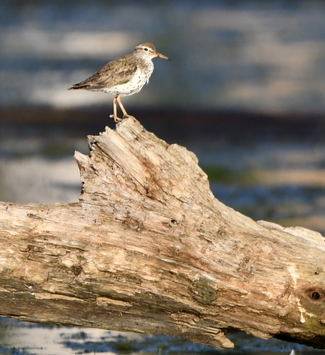 flekksnipe - ML638731304