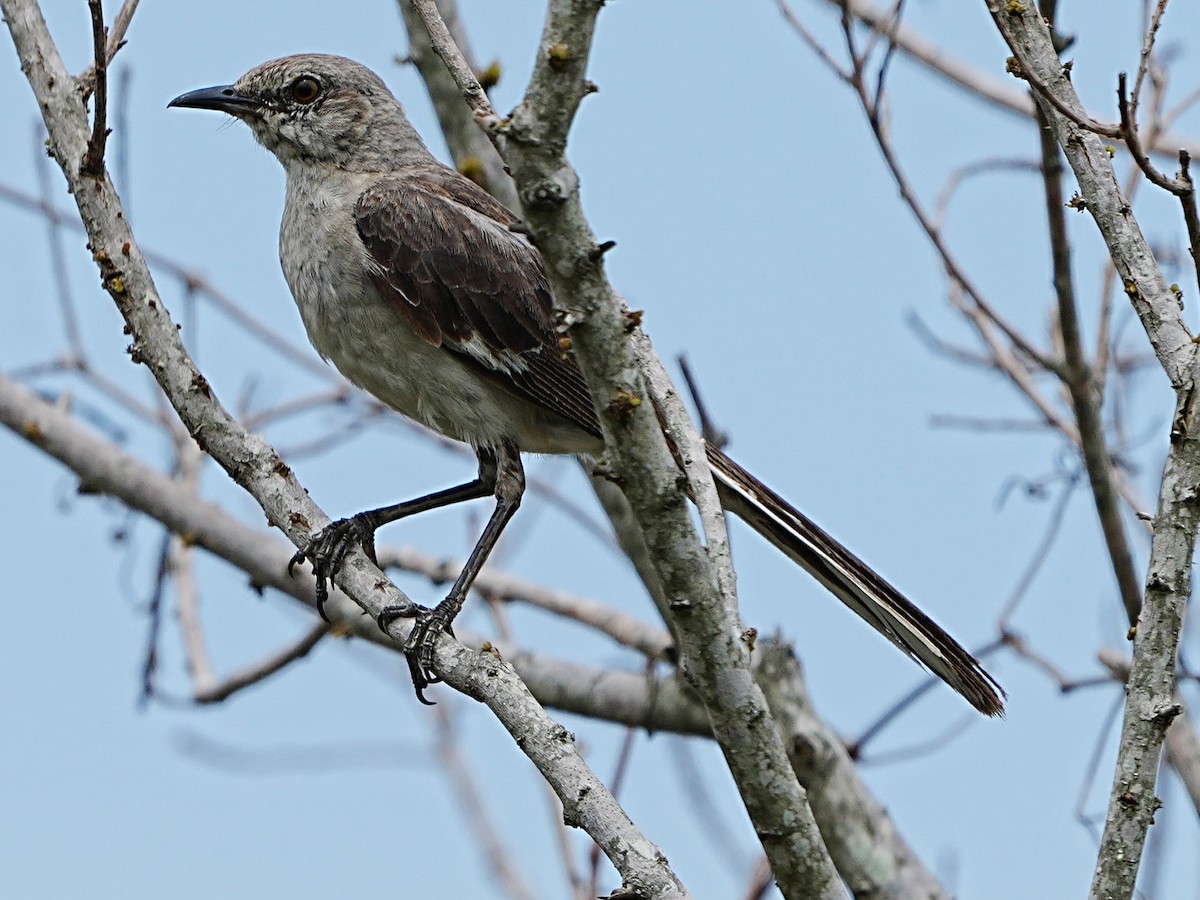 Northern Mockingbird - ML638731311