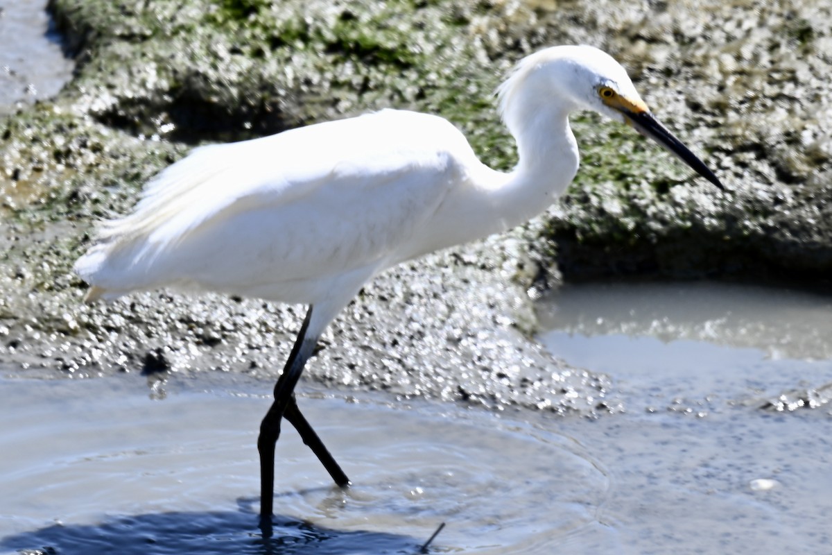 Snowy Egret - ML638731363