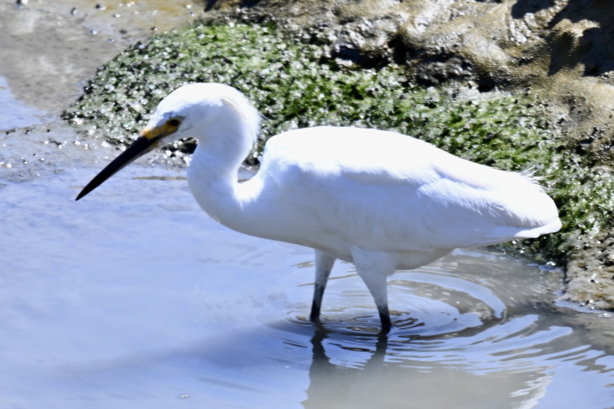 Snowy Egret - ML638731364