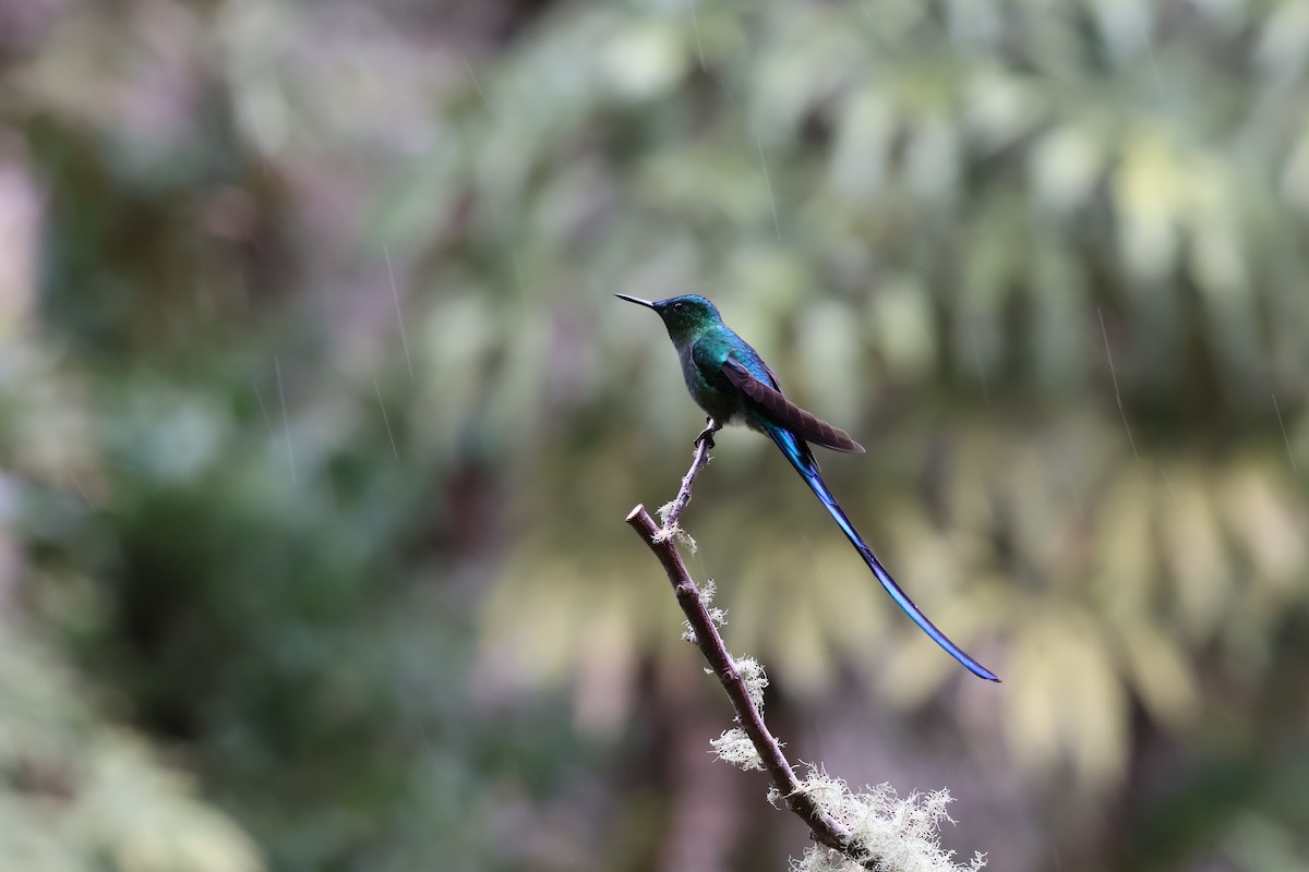 Long-tailed Sylph - ML638731373