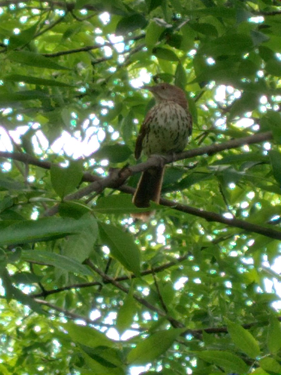 Brown Thrasher - ML638731393