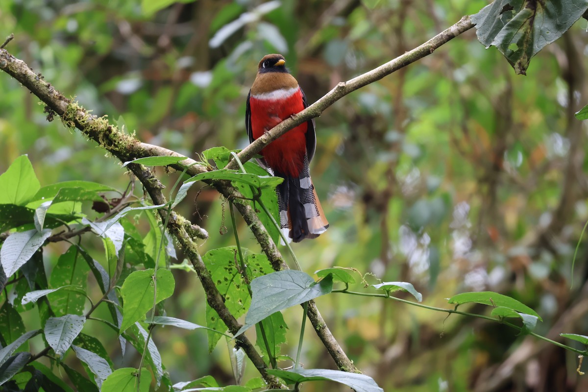 Masked Trogon - ML638731409