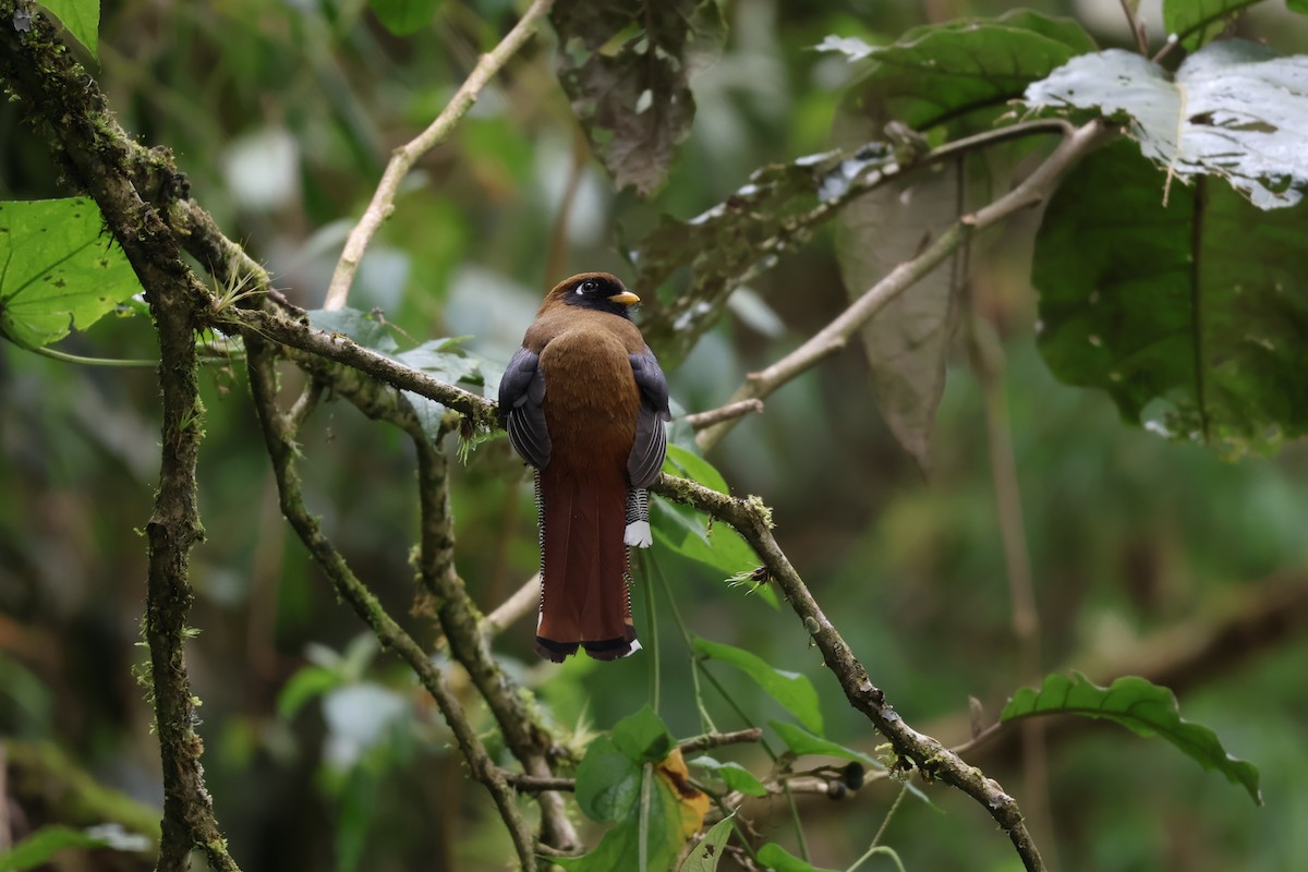 Masked Trogon - ML638731410