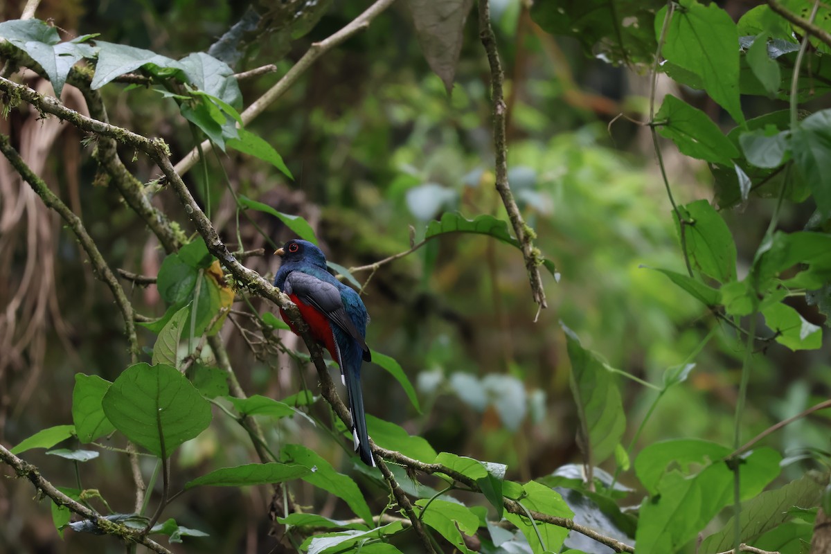 Masked Trogon - ML638731412