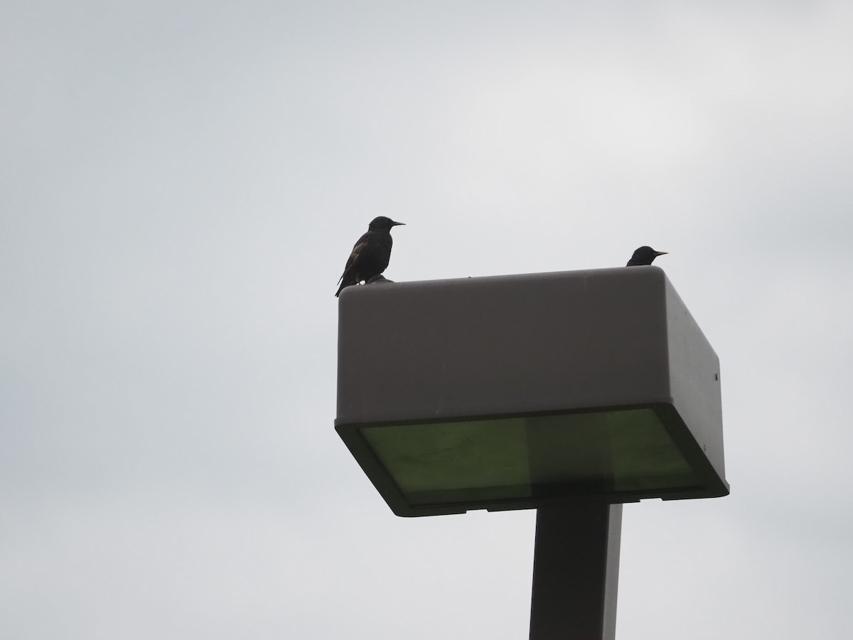 European Starling - ML638731417