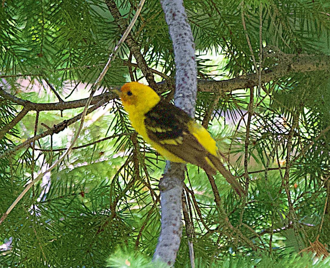 Western Tanager - ML638731473