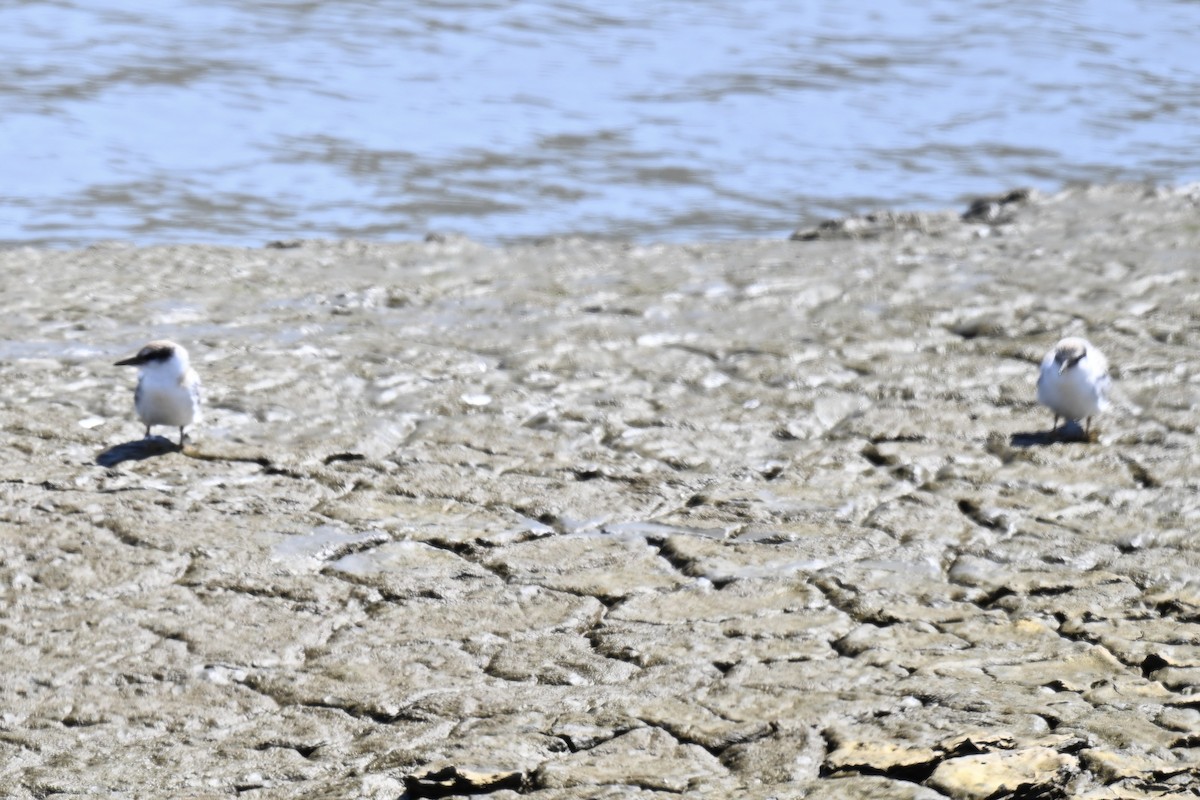 Least Tern - ML638731487