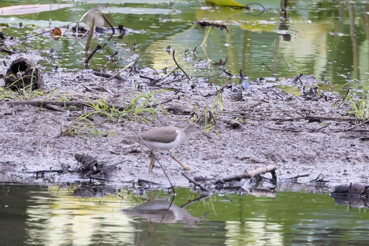 flekksnipe - ML638731509