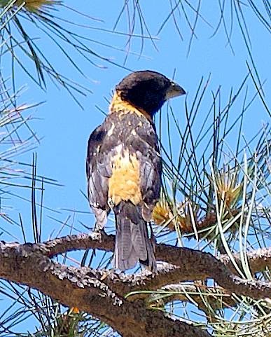 Black-headed Grosbeak - ML638731516