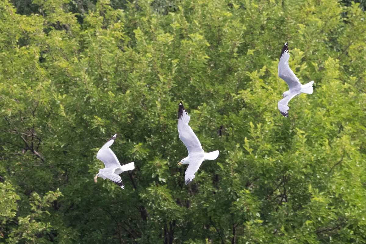 Ring-billed Gull - ML638731517