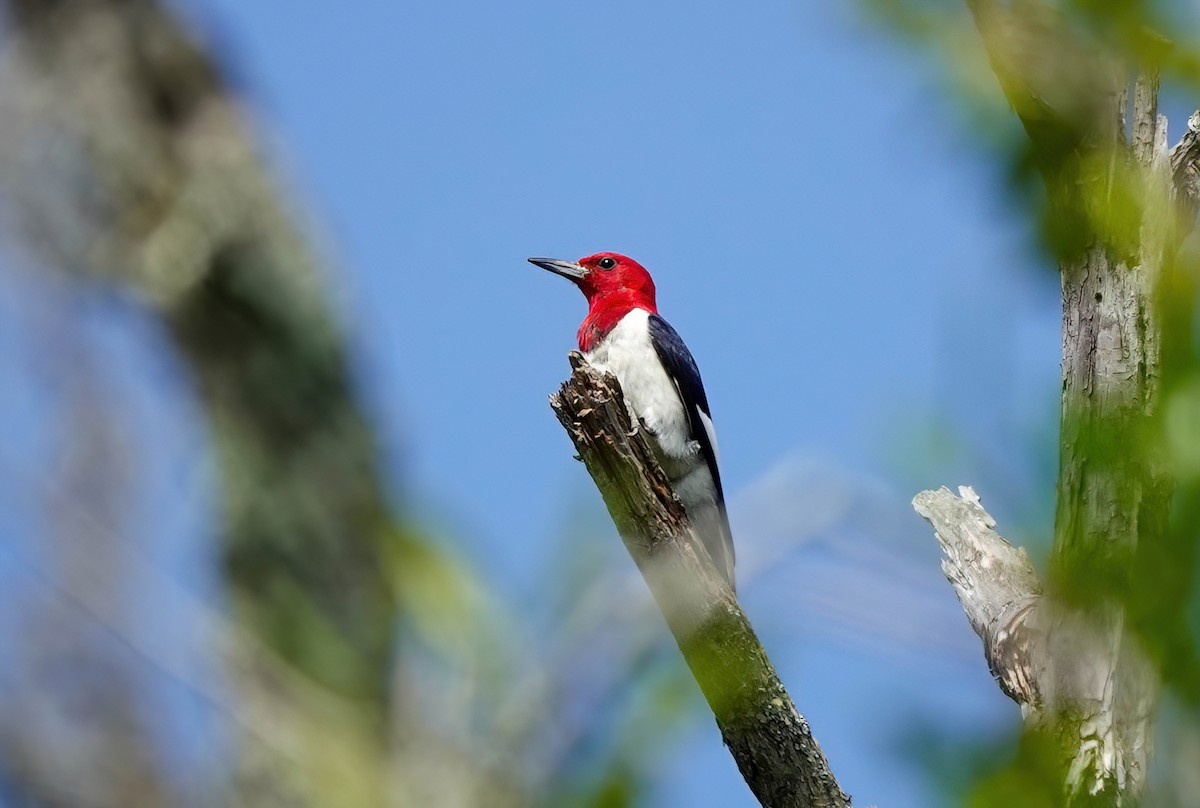 Red-headed Woodpecker - ML638731538