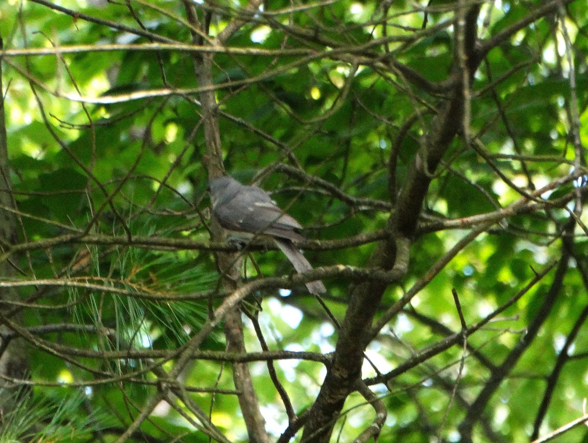 Tufted Titmouse - ML638731559
