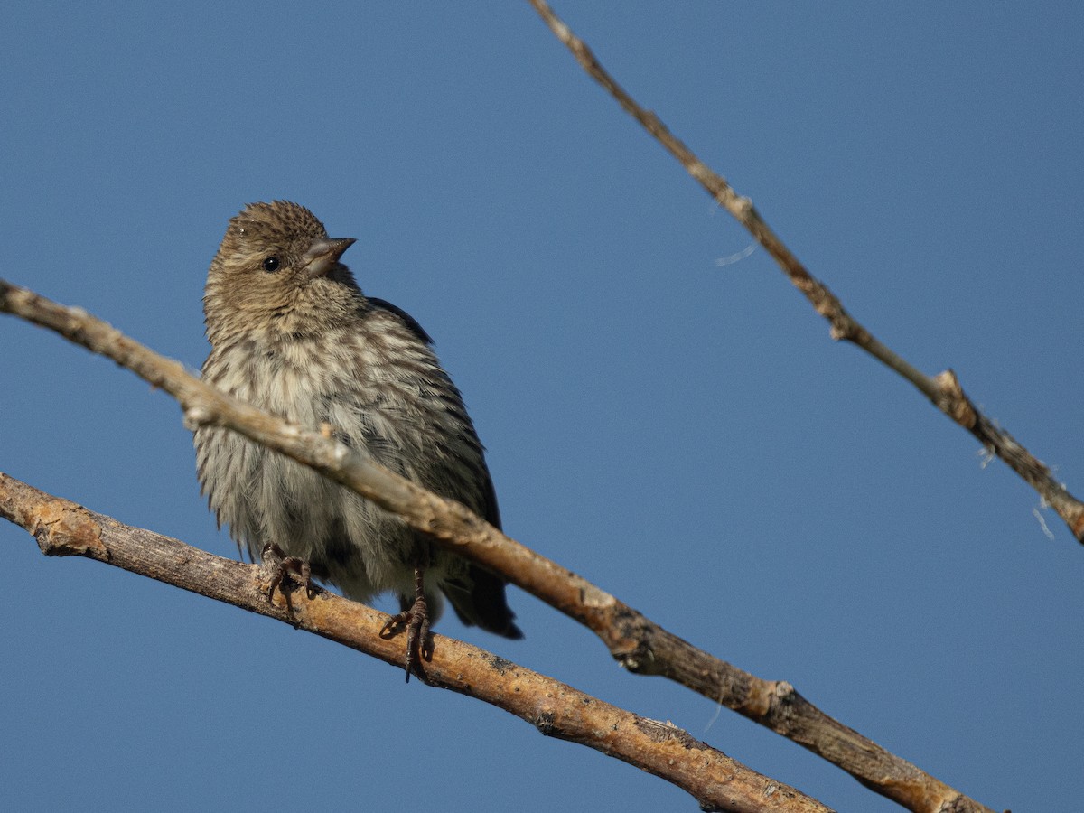 Pine Siskin - ML638731565