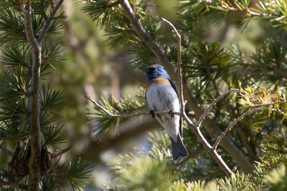 Lazuli Bunting - ML638731581