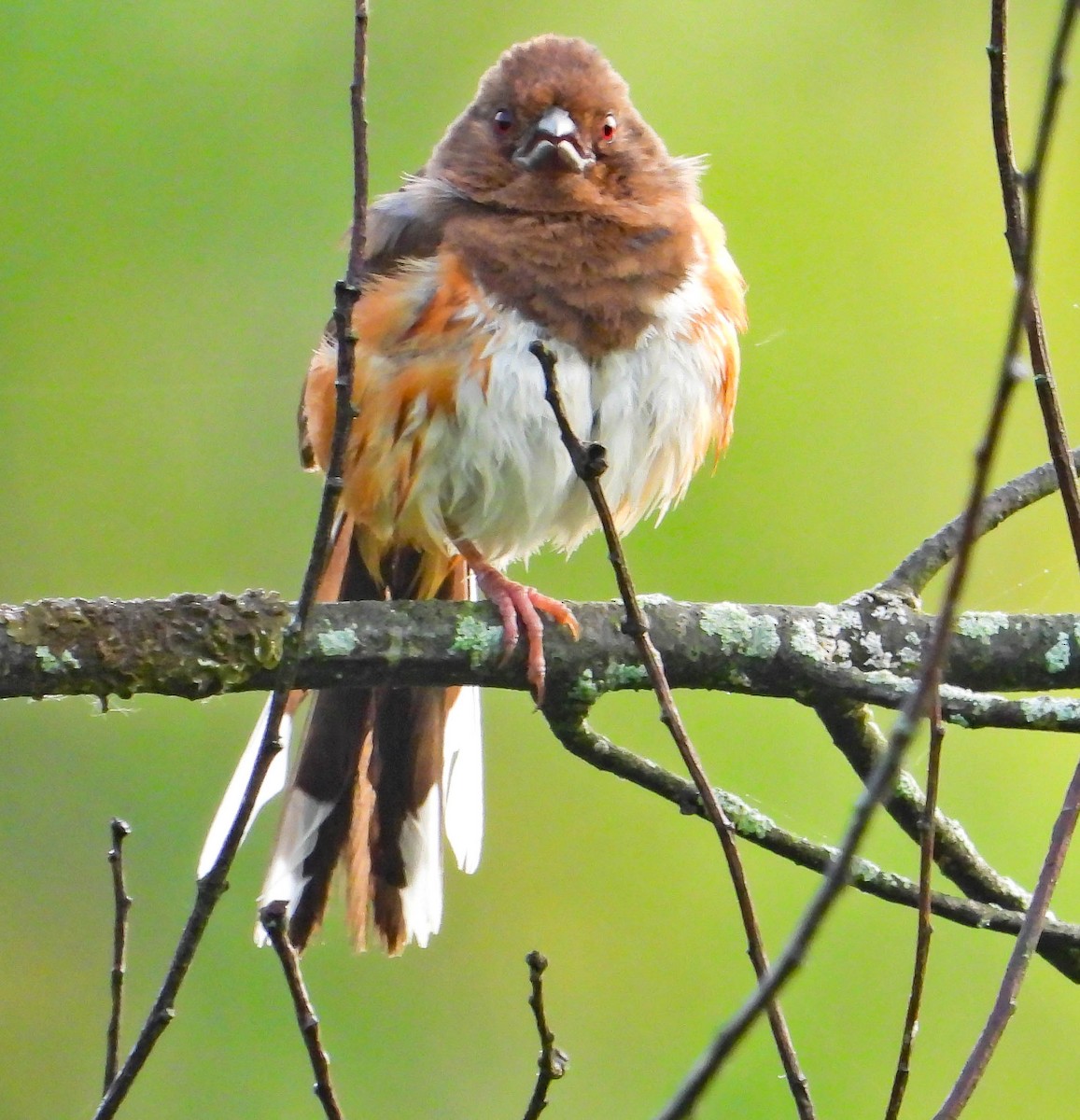 Eastern Towhee - ML638731668