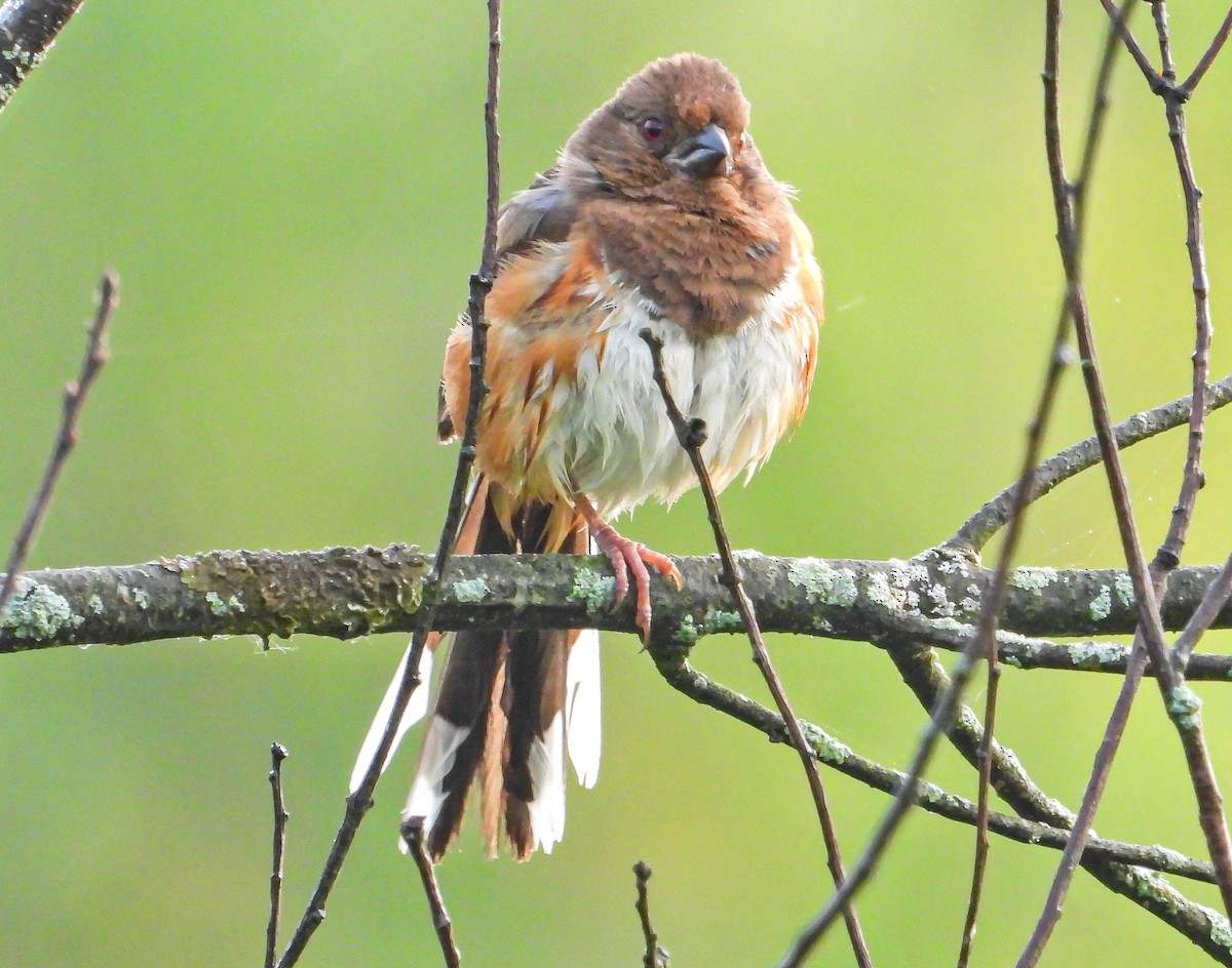 Eastern Towhee - ML638731669