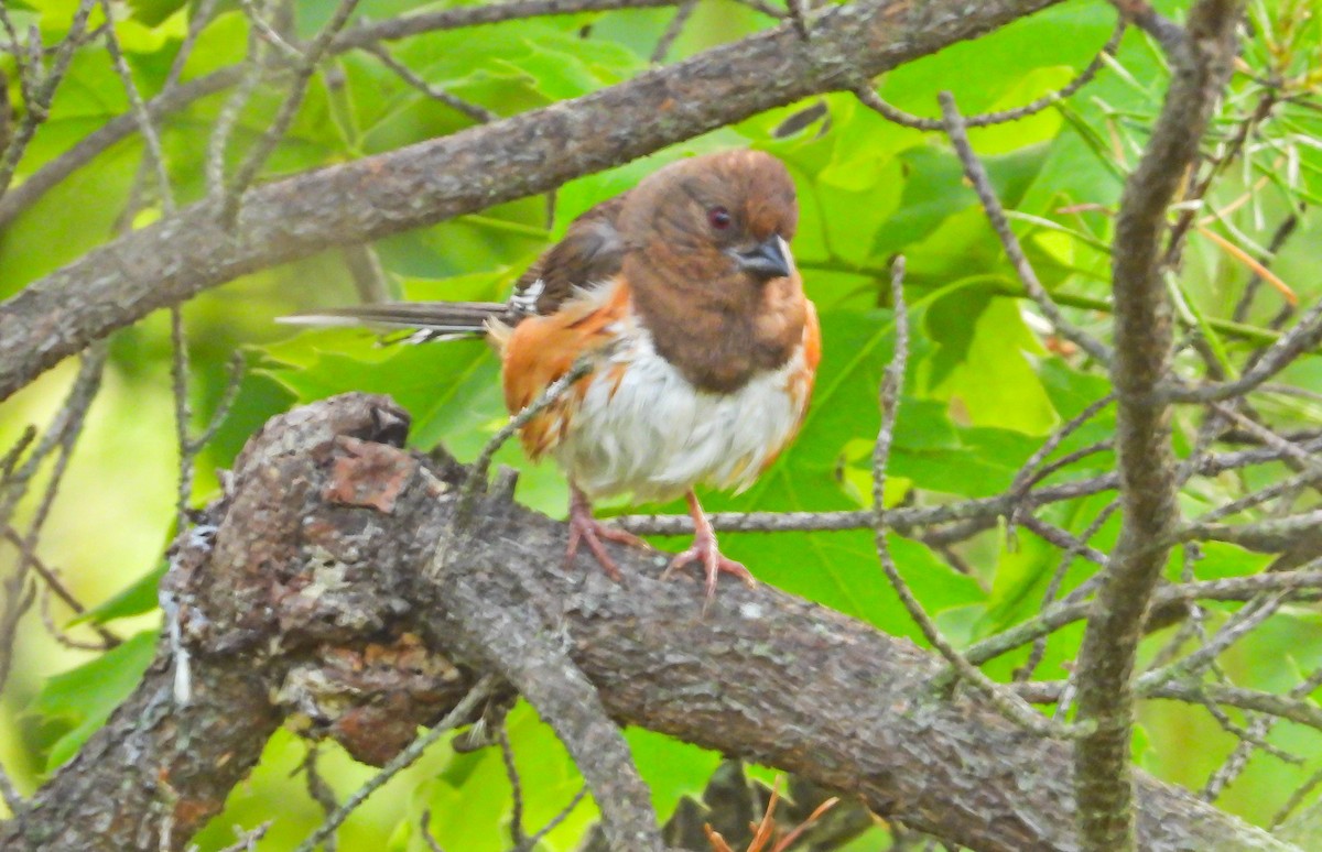 Eastern Towhee - ML638731670
