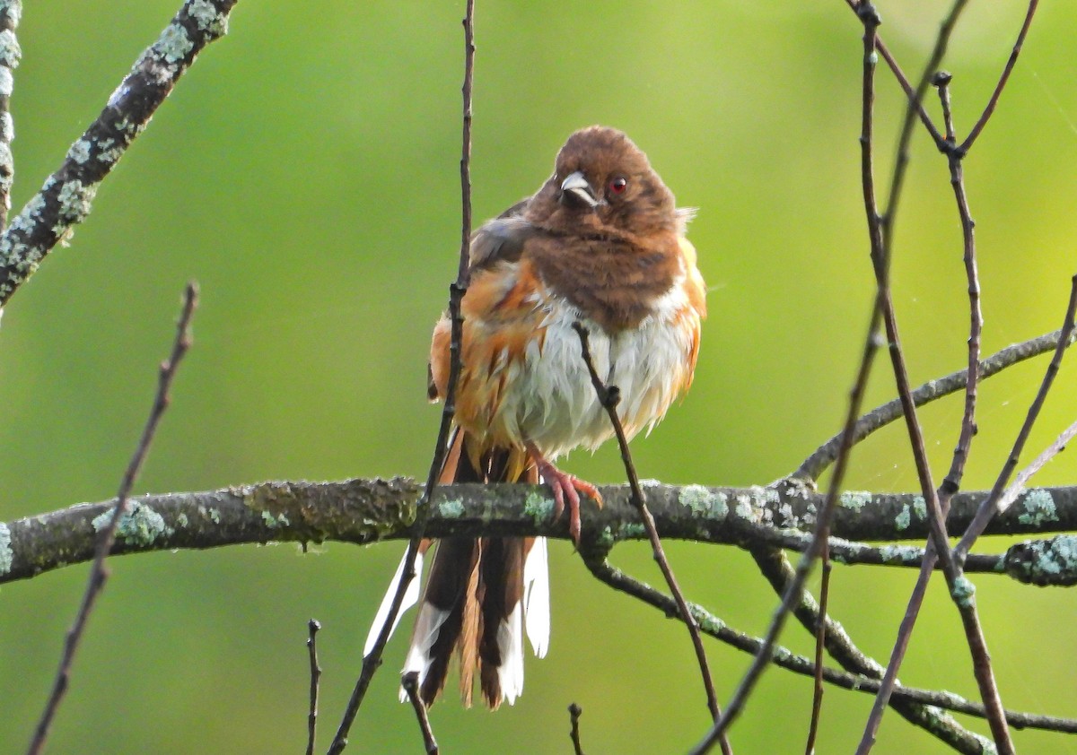 Eastern Towhee - ML638731672