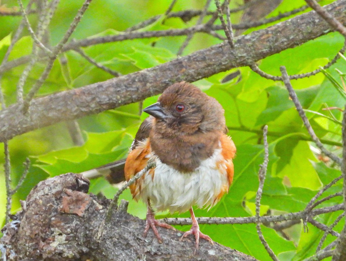 Eastern Towhee - ML638731673