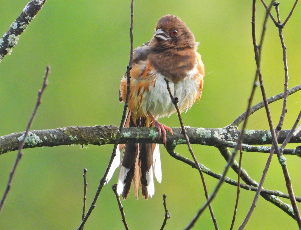 Eastern Towhee - ML638731675