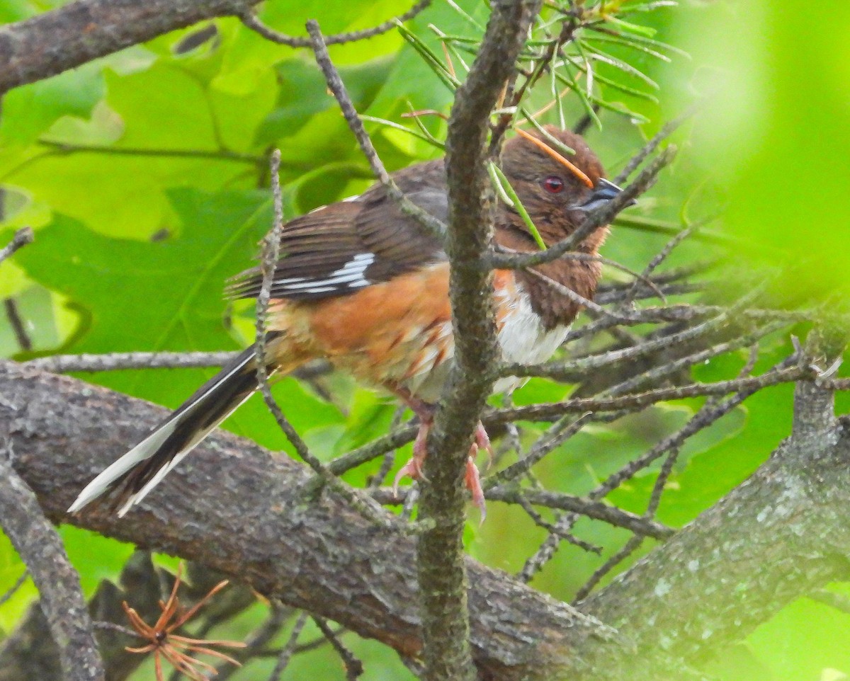 Eastern Towhee - ML638731676