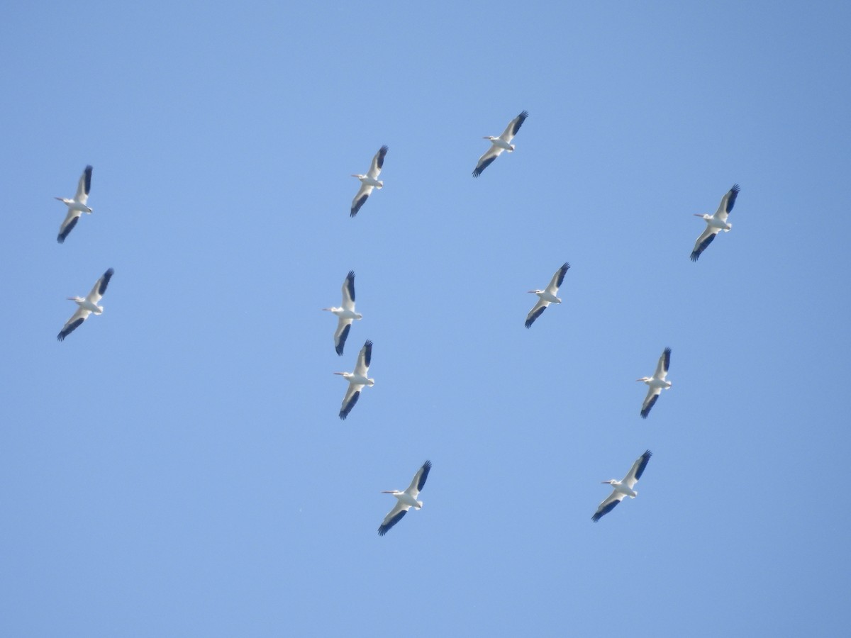 American White Pelican - ML638731682