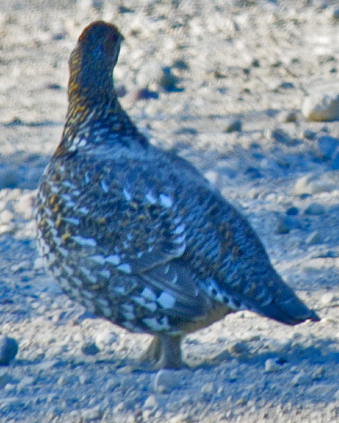 tetřívek kanadský - ML638731686