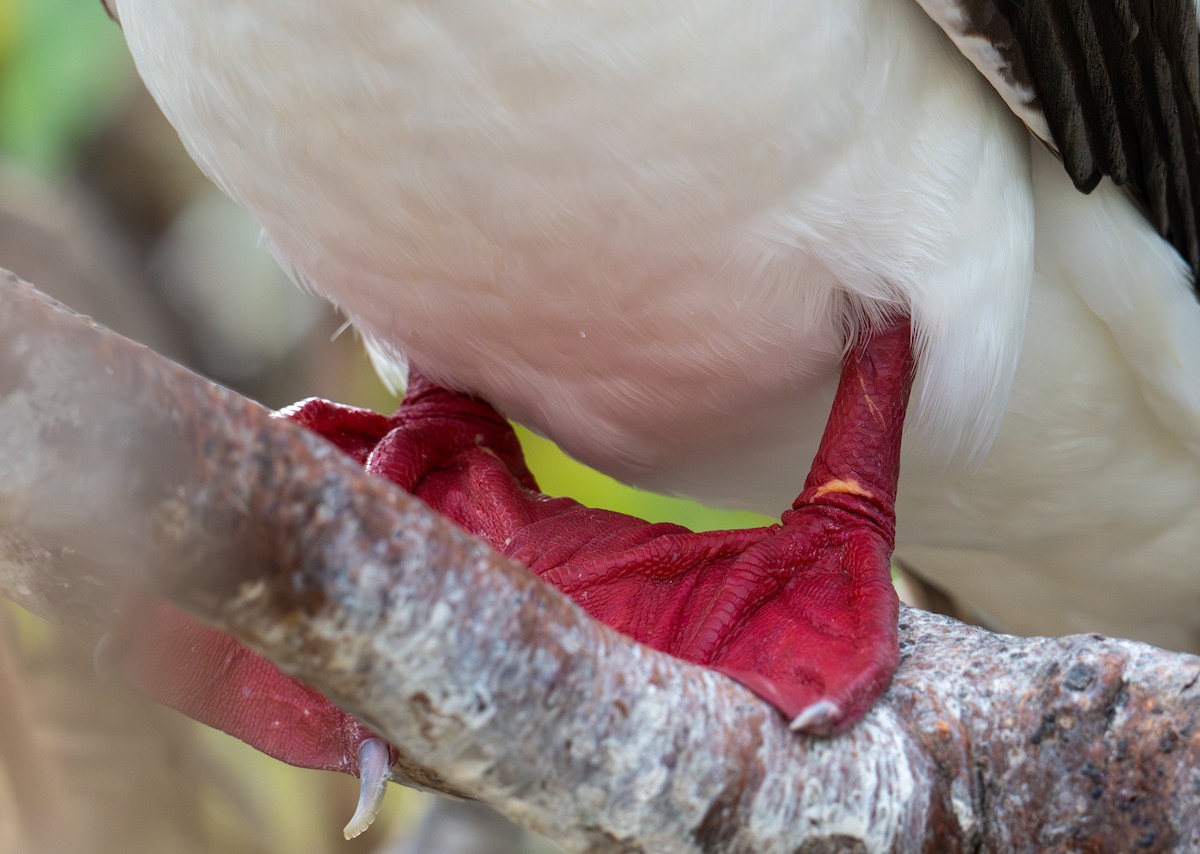 Red-footed Booby (Eastern Pacific) - ML638731755