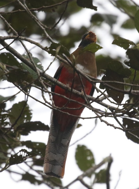 Masked Trogon - ML638731769