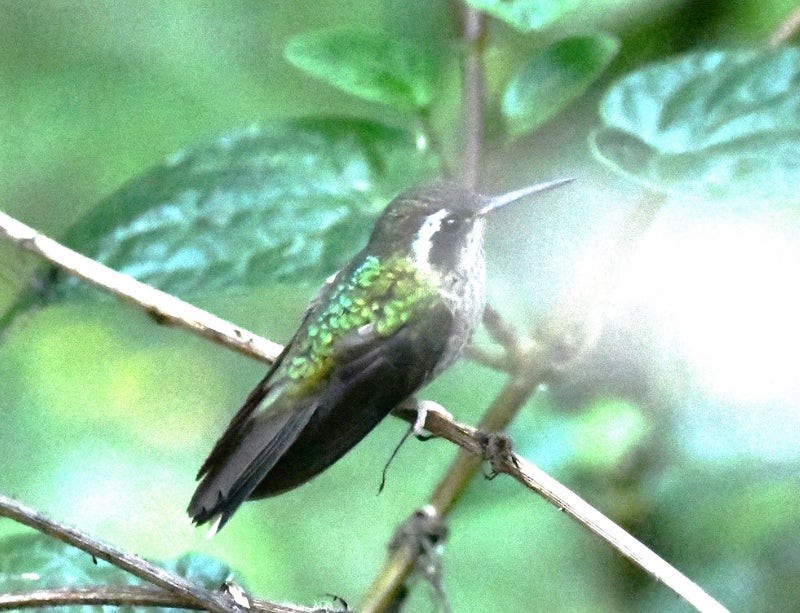 Israel Breeding Bird Atlas Checklist - 1 Dec 2024 - The Birdwatcher's ...