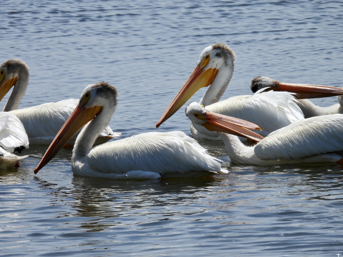 American White Pelican - ML638731776
