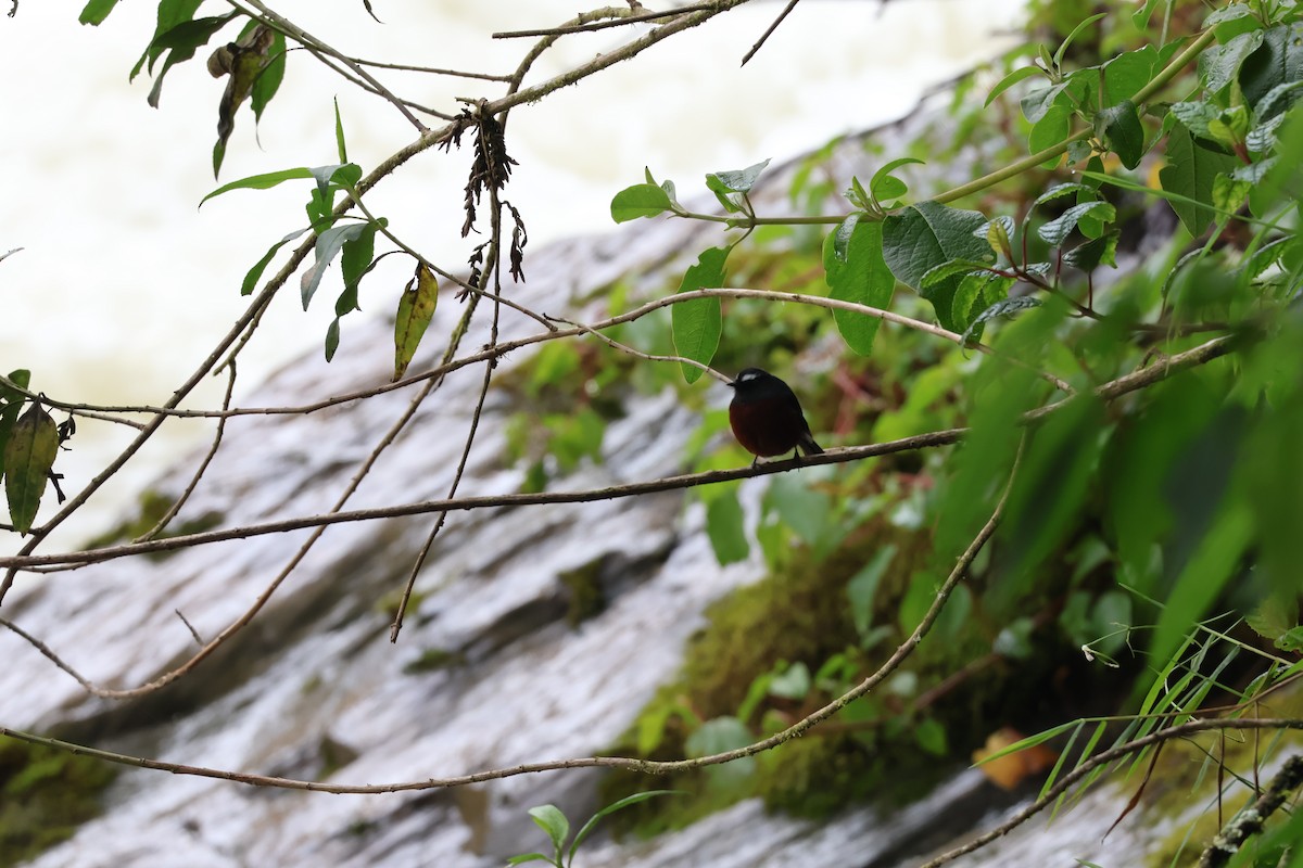 Chestnut-bellied Chat-Tyrant - ML638731779