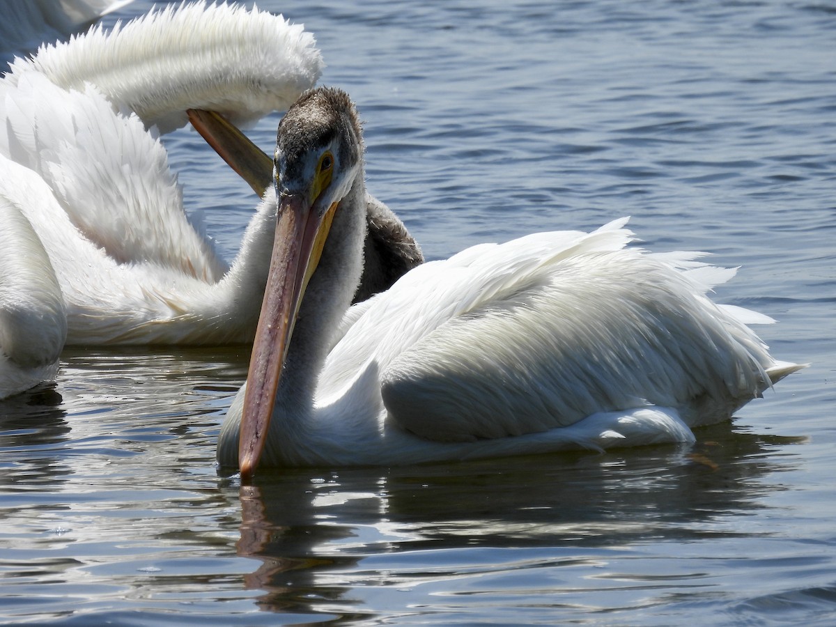 American White Pelican - ML638731781