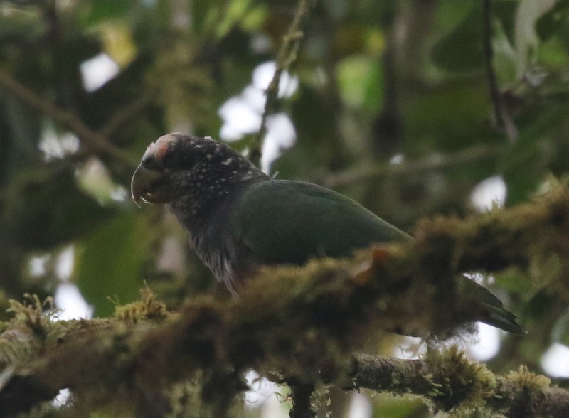 バラガシラインコ - ML638731783