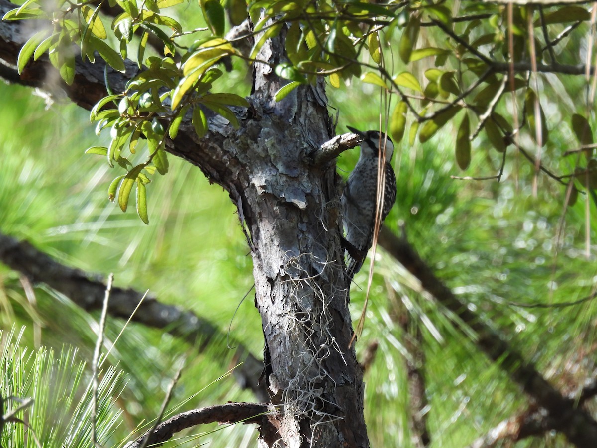 Red-cockaded Woodpecker - ML638731818