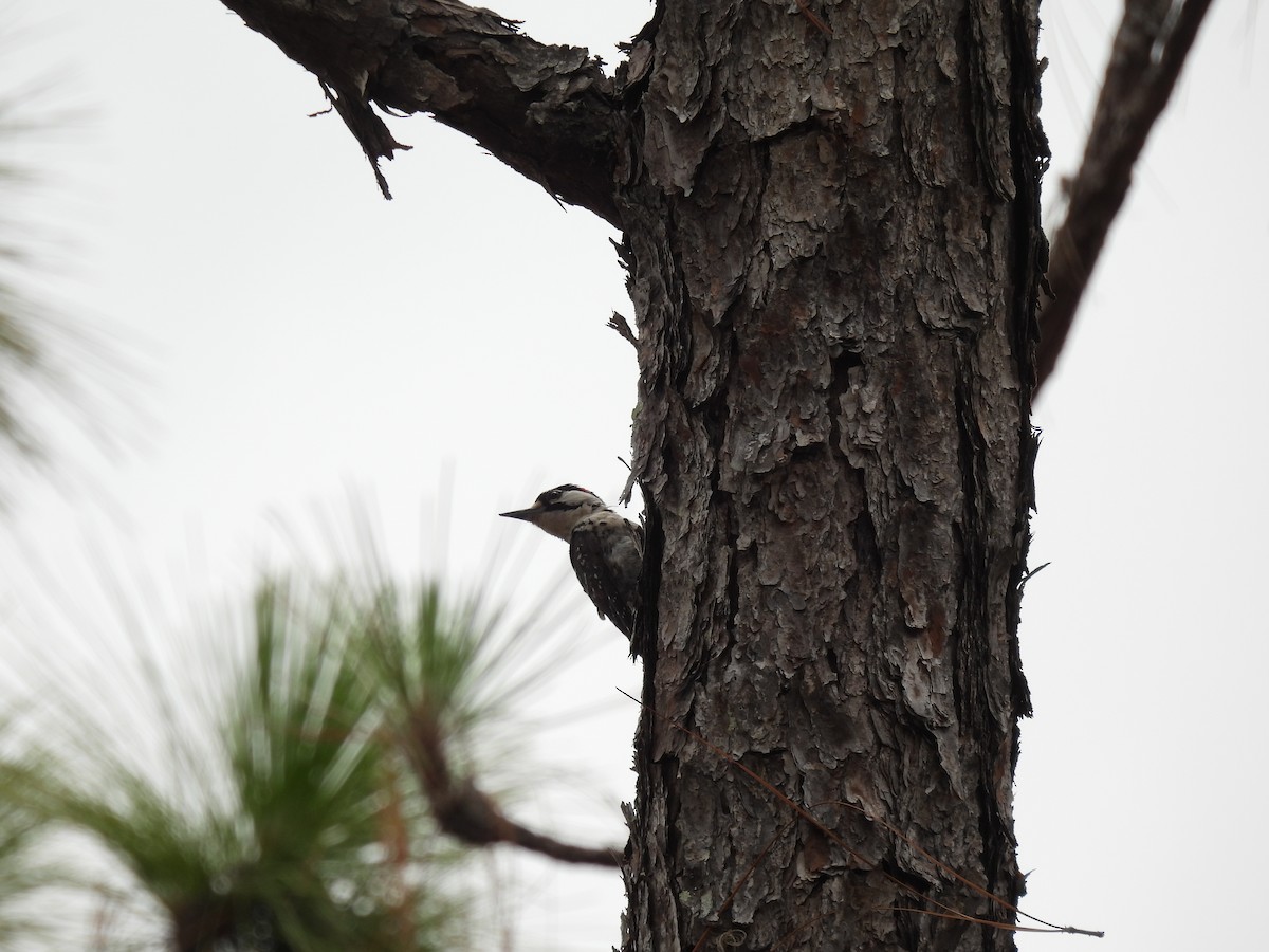 Red-cockaded Woodpecker - ML638731819