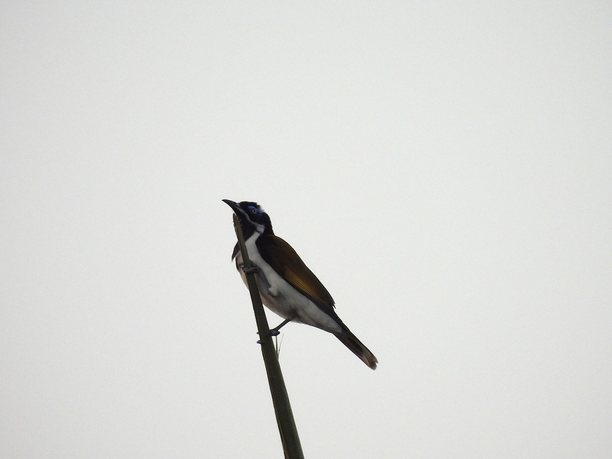 blåmaskehonningeter (albipennis) - ML638731822
