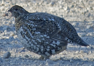 tetřívek kanadský - ML638731843