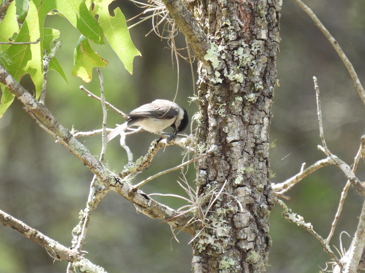 Carolina Chickadee - ML638731848