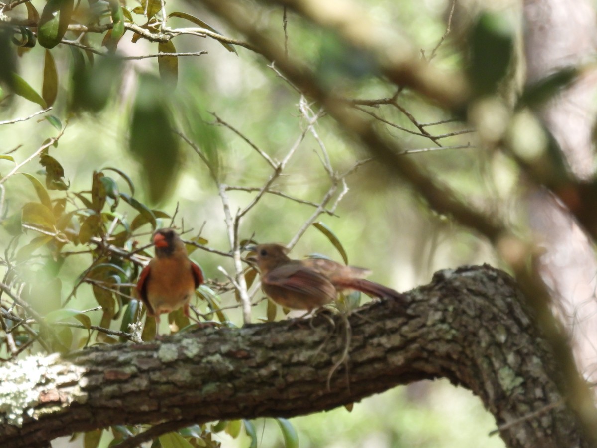 Northern Cardinal - ML638731868