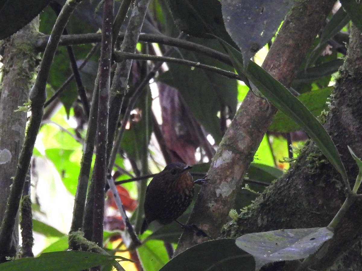 Spotted Barbtail - ML638731870
