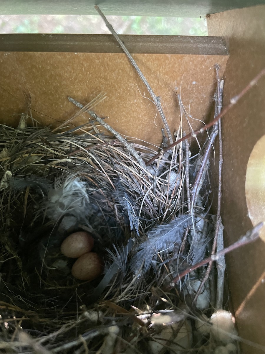 Northern House Wren - ML638731880