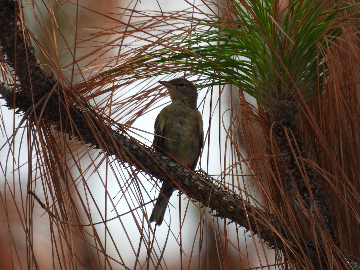 Pine Warbler - ML638731888