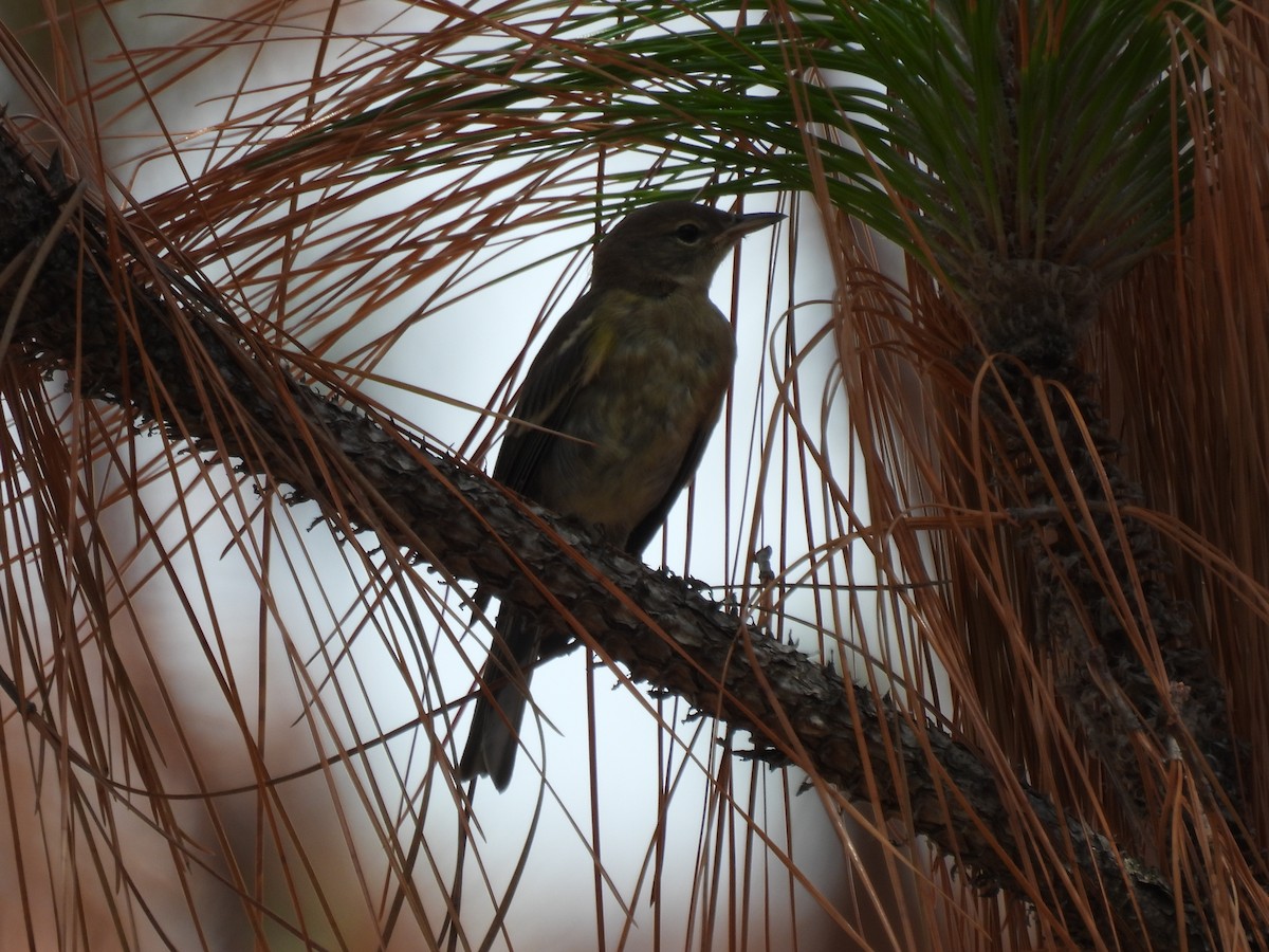 Pine Warbler - ML638731889