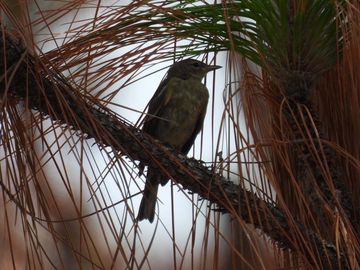 Pine Warbler - ML638731890