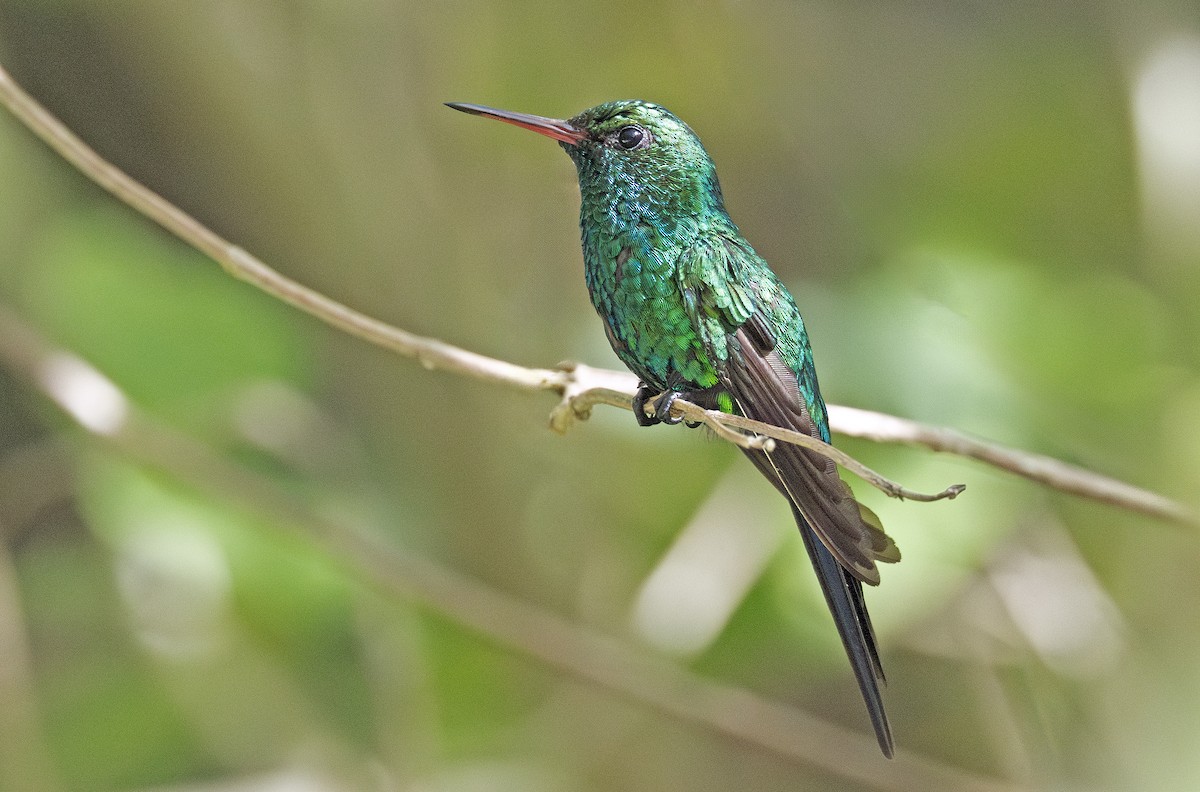 Cozumel Emerald - ML638731899